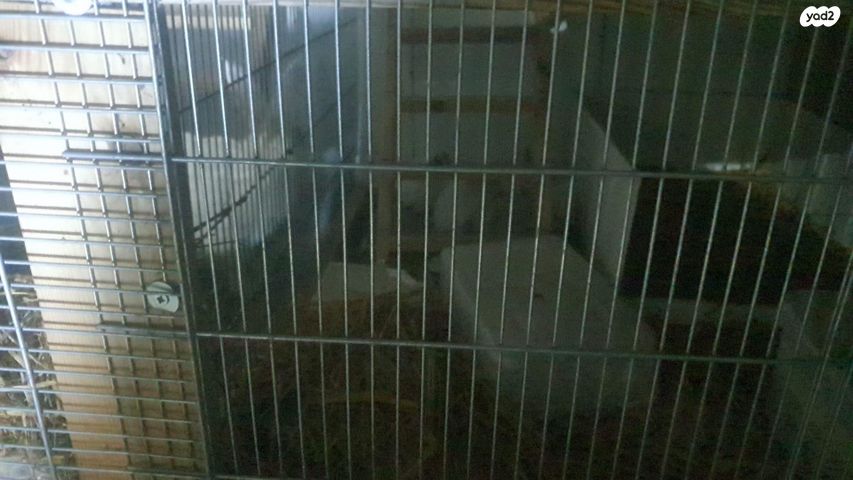 תמונת מודעה - חיות מחמד