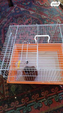 תמונת מודעה - חיות מחמד