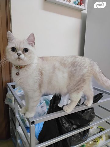 תמונת מודעה - חיות מחמד