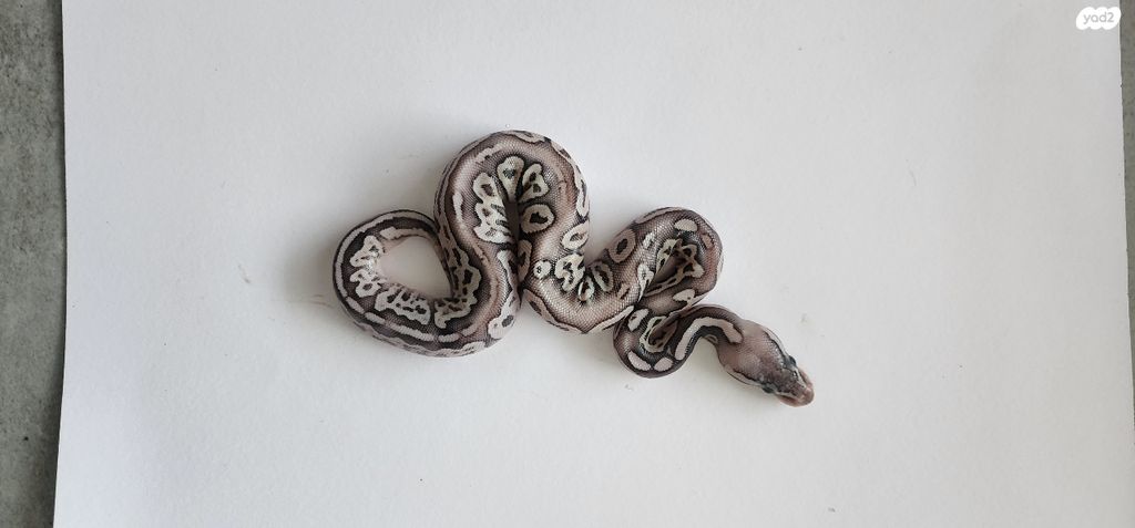 תמונת מודעה - חיות מחמד