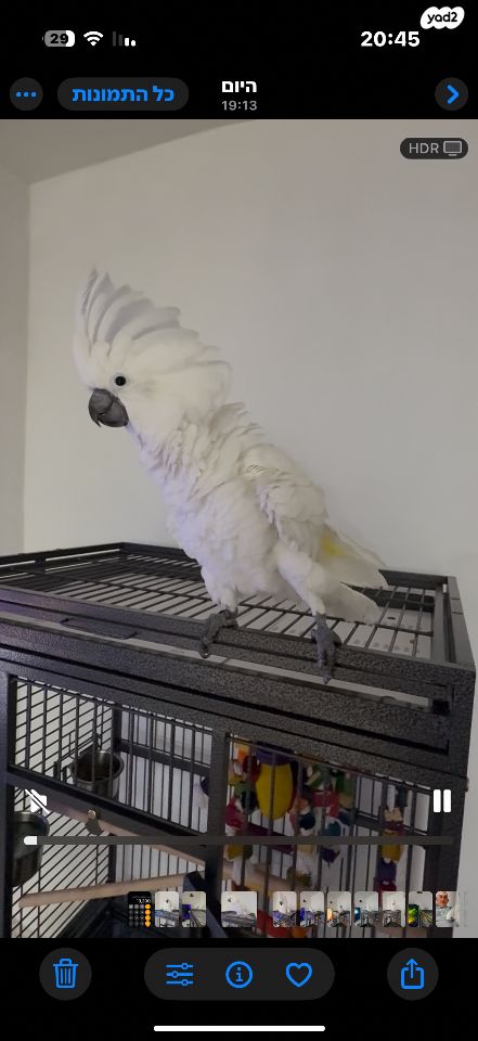 תמונת מודעה - חיות מחמד