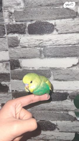 תמונת מודעה - חיות מחמד