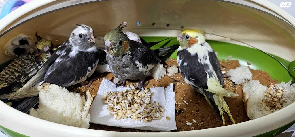 תמונת מודעה - חיות מחמד