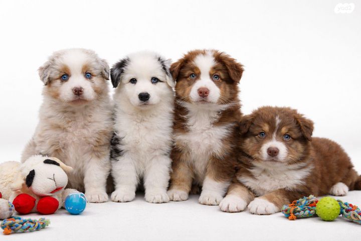 תמונת מודעה - חיות מחמד