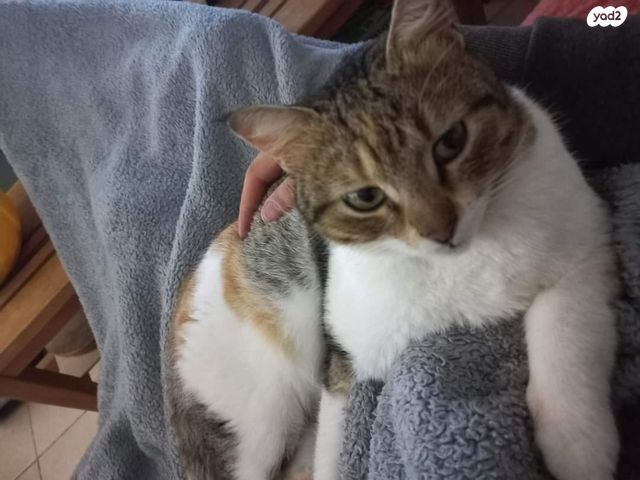 תמונת מודעה - חיות מחמד