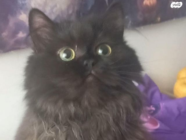 תמונת מודעה - חיות מחמד