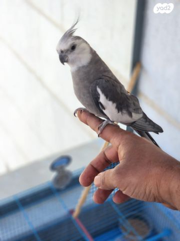 תמונת מודעה - חיות מחמד