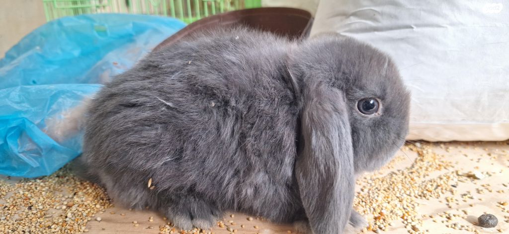 תמונת מודעה - חיות מחמד