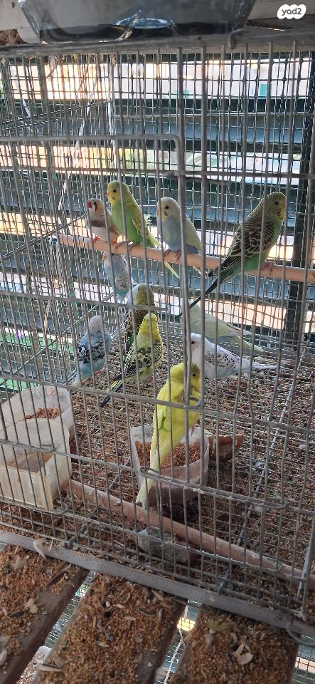 תמונת מודעה - חיות מחמד