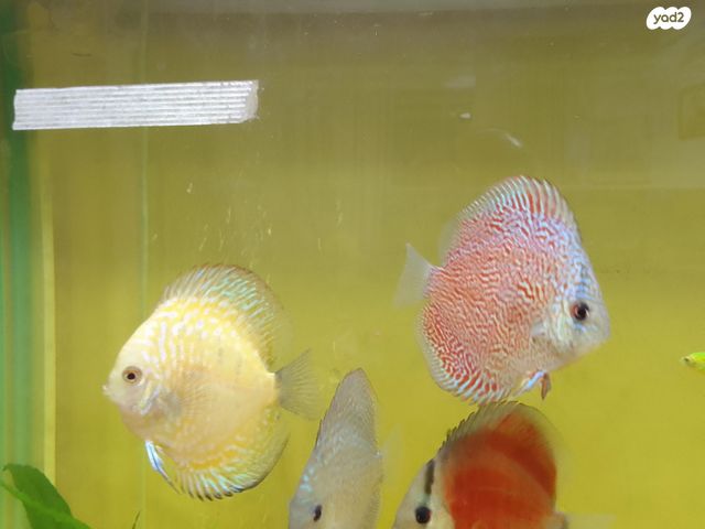 תמונת מודעה - חיות מחמד