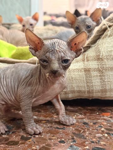 תמונת מודעה - חיות מחמד