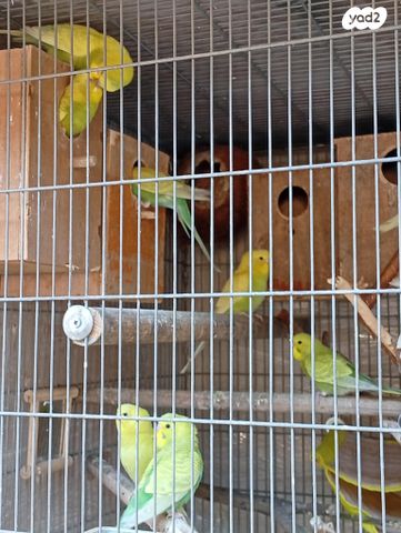 תמונת מודעה - חיות מחמד