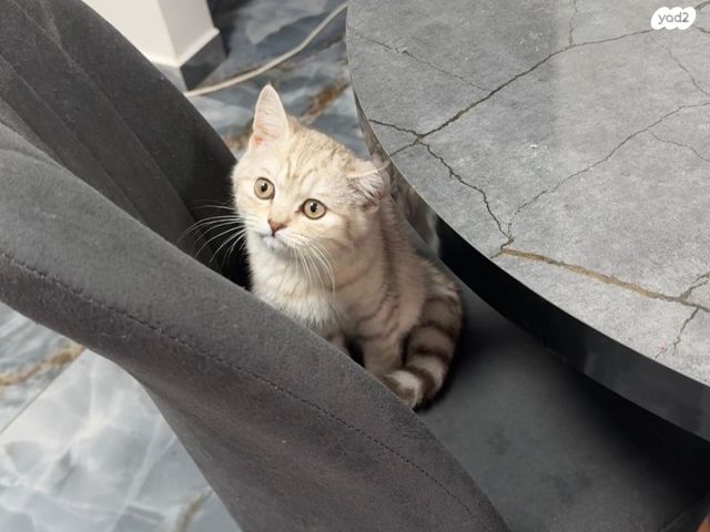 תמונת מודעה - חיות מחמד