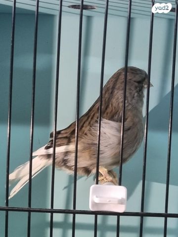 תמונת מודעה - חיות מחמד