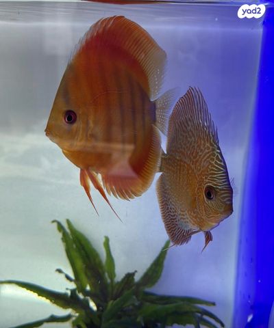 תמונת מודעה - חיות מחמד