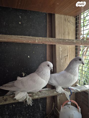 תמונת מודעה - חיות מחמד