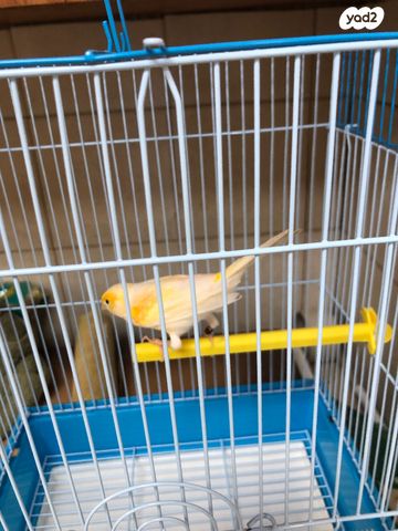 תמונת מודעה - חיות מחמד