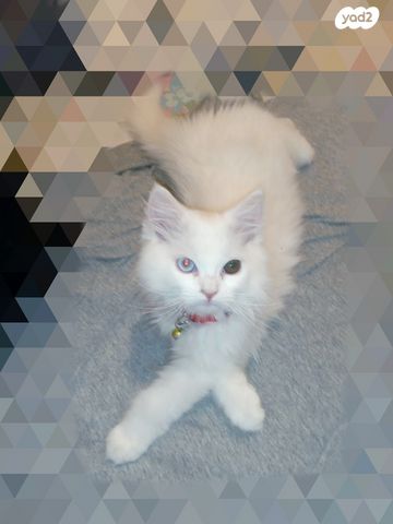 תמונת מודעה - חיות מחמד