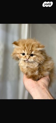 תמונת מודעה - חיות מחמד