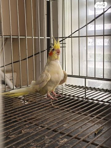 תמונת מודעה - חיות מחמד