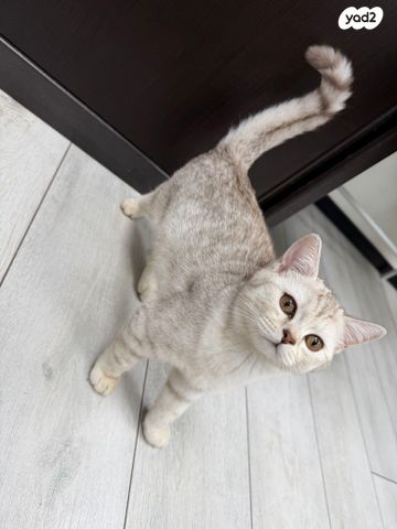 תמונת מודעה - חיות מחמד