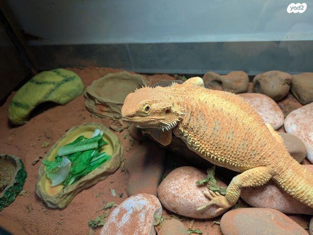 תמונת מודעה - חיות מחמד