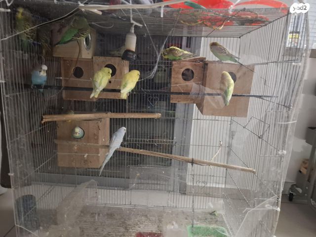 תמונת מודעה - חיות מחמד