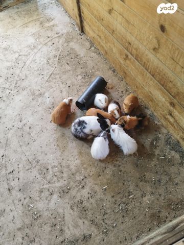 תמונת מודעה - חיות מחמד