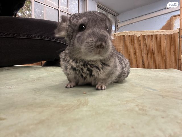 תמונת מודעה - חיות מחמד