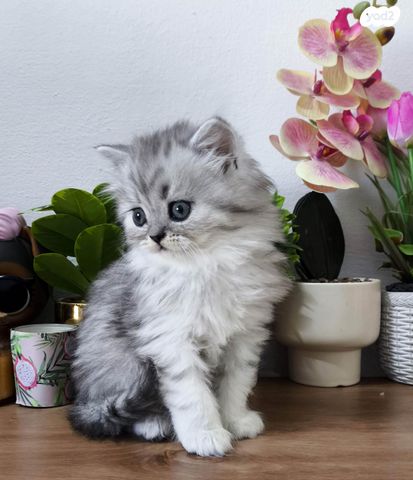 תמונת מודעה - חיות מחמד