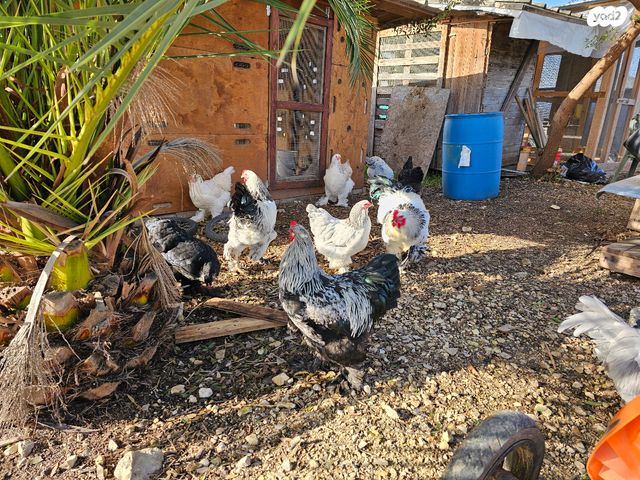 תמונת מודעה - חיות מחמד