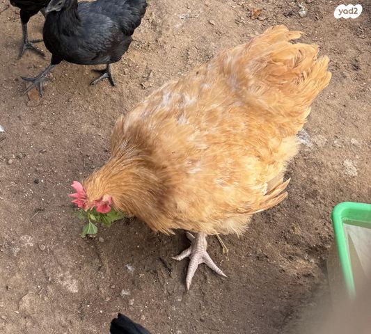 תמונת מודעה - חיות מחמד