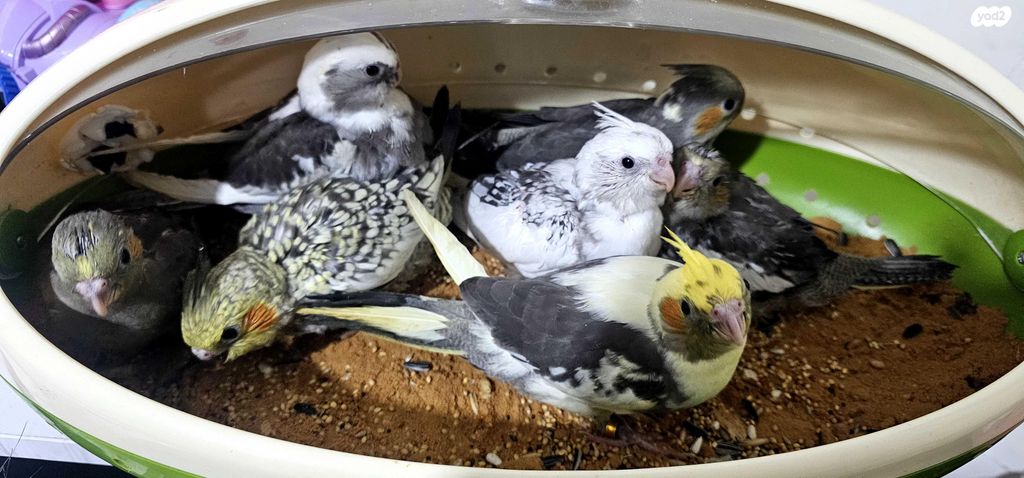 תמונת מודעה - חיות מחמד