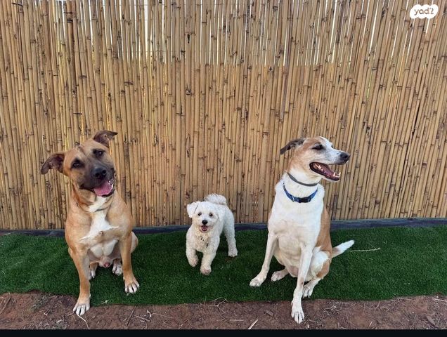 תמונת מודעה - חיות מחמד