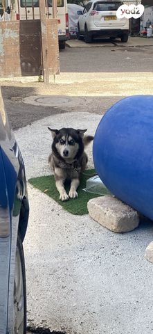 תמונת מודעה - חיות מחמד