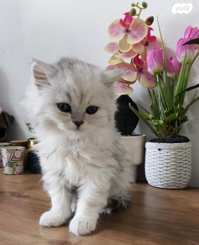 תמונת מודעה - חיות מחמד