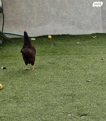 תמונת מודעה - חיות מחמד