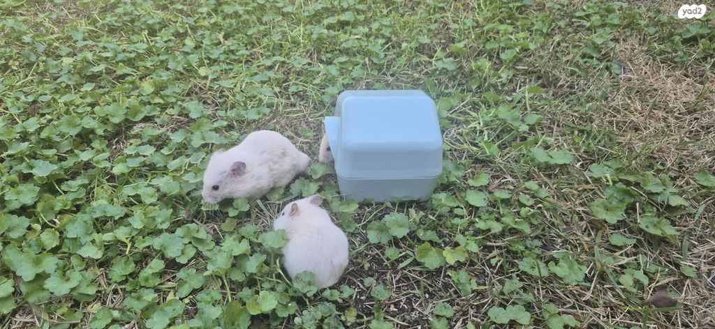 תמונת מודעה - חיות מחמד