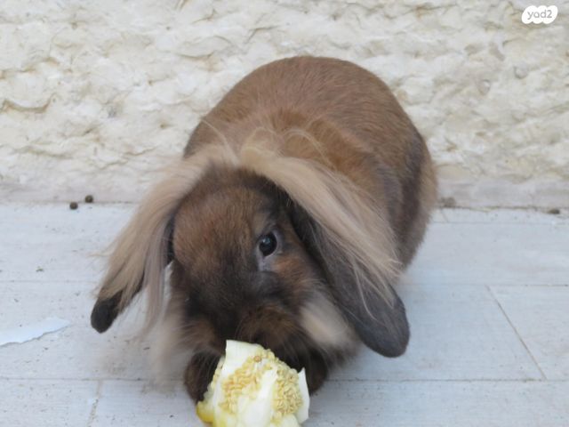 תמונת מודעה - חיות מחמד