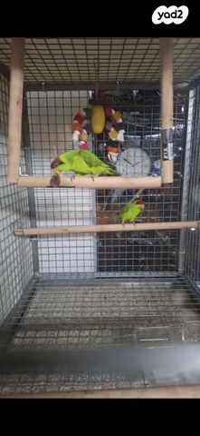 תמונת מודעה - חיות מחמד