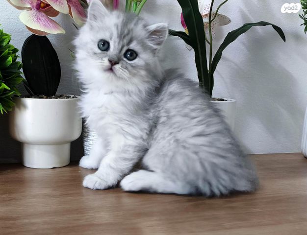 תמונת מודעה - חיות מחמד