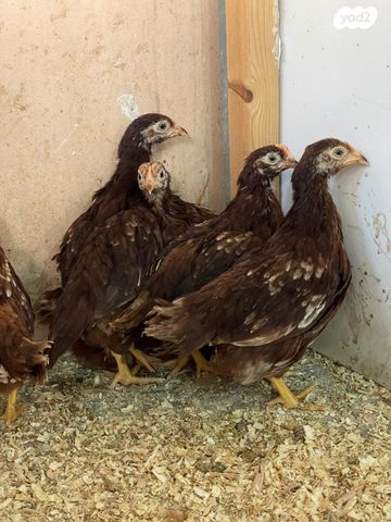 תמונת מודעה - חיות מחמד