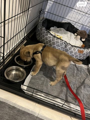 תמונת מודעה - חיות מחמד