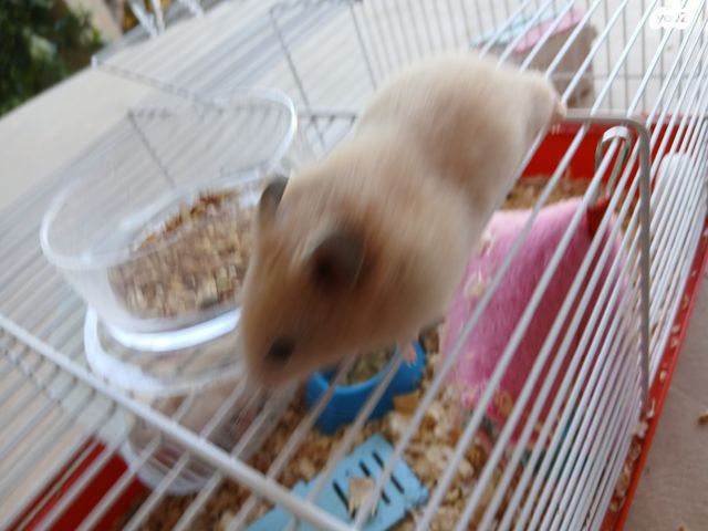 תמונת מודעה - חיות מחמד