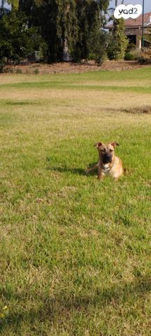 תמונת מודעה - חיות מחמד