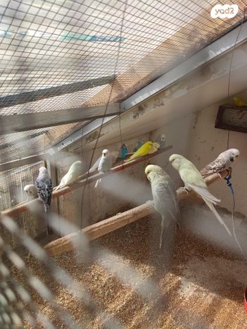 תמונת מודעה - חיות מחמד