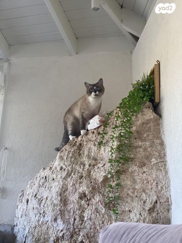 תמונת מודעה - חיות מחמד