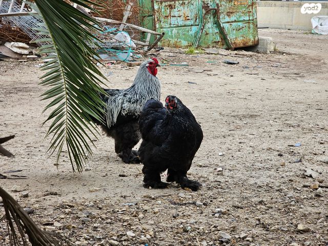 תמונת מודעה - חיות מחמד