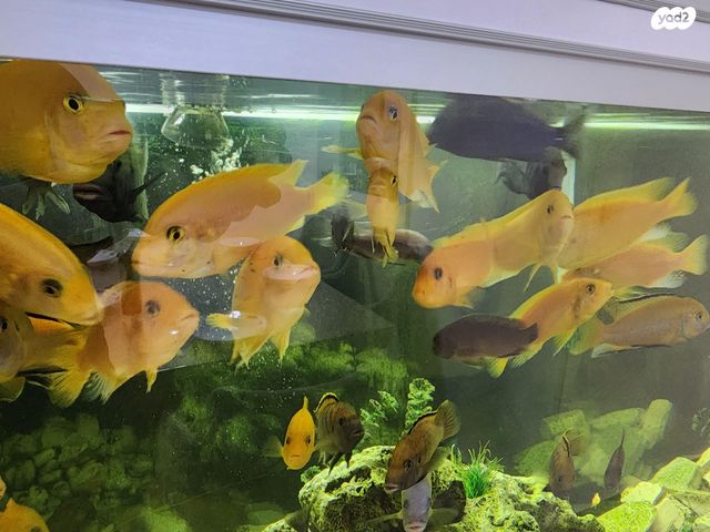 תמונת מודעה - חיות מחמד