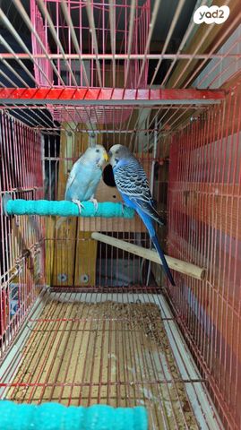 תמונת מודעה - חיות מחמד